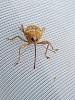 Curculio sp.